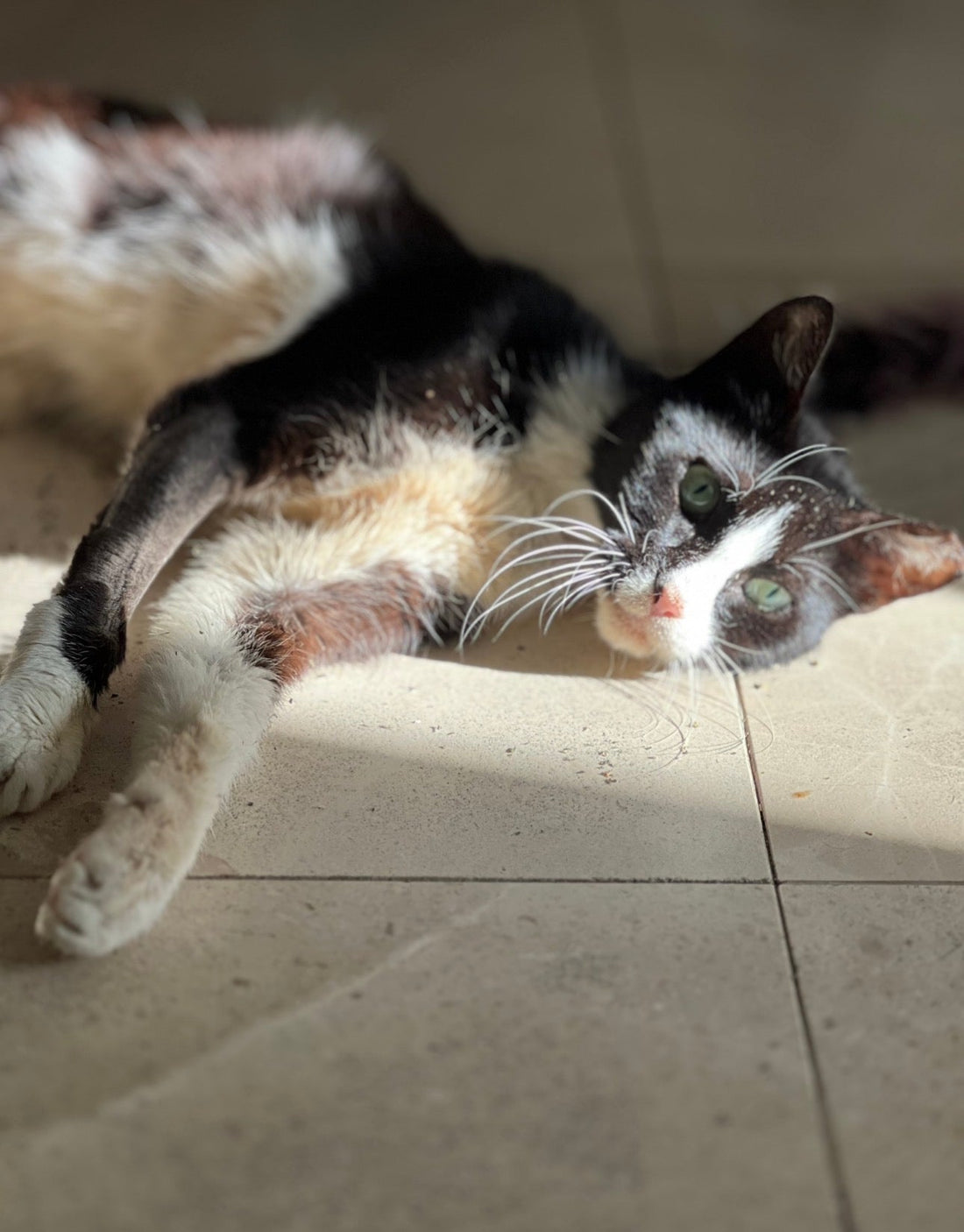 Paquito — Una muerte digna 🖤