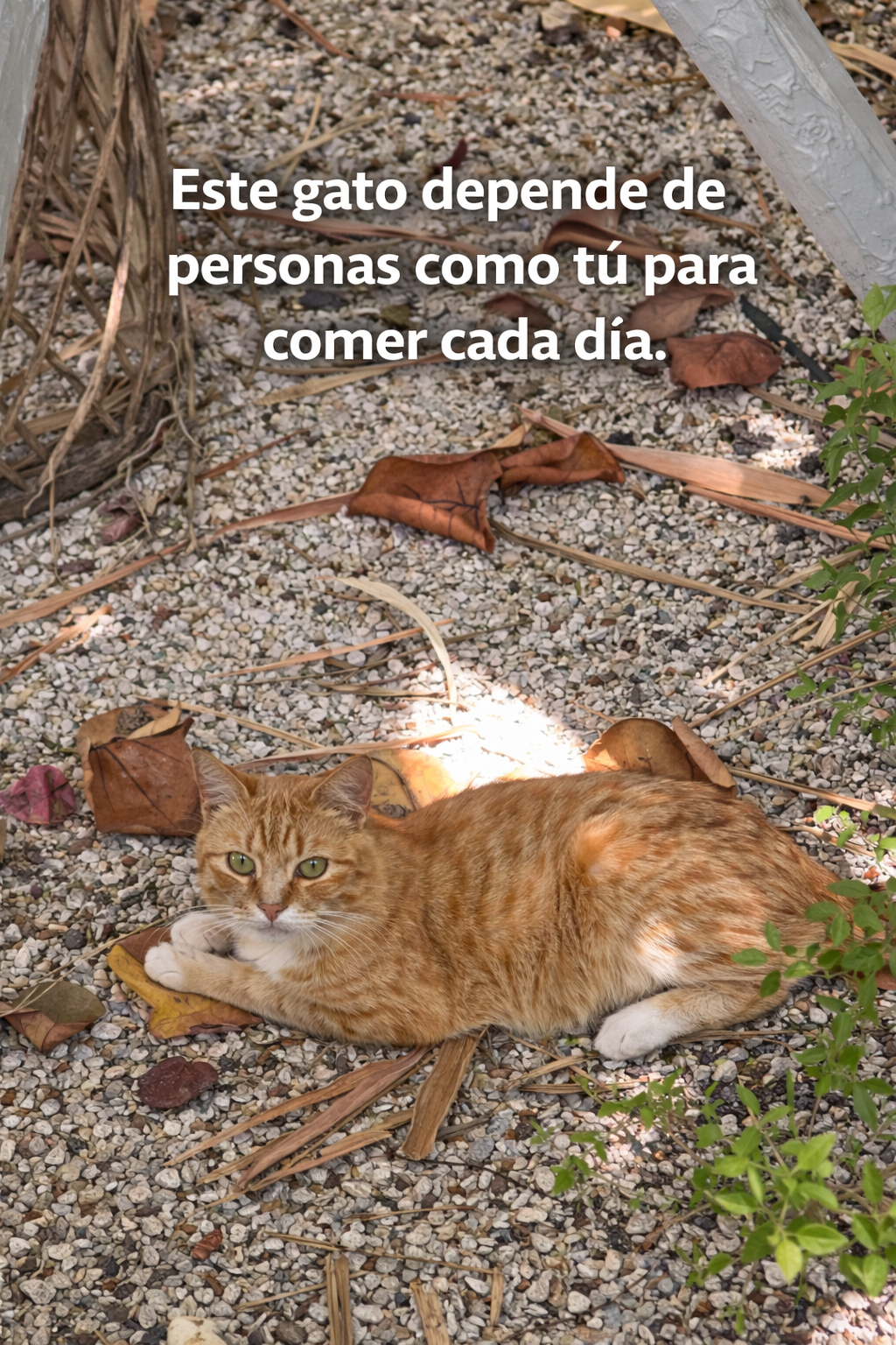 Ayuda a un michi real desde $5 al mes 🐾