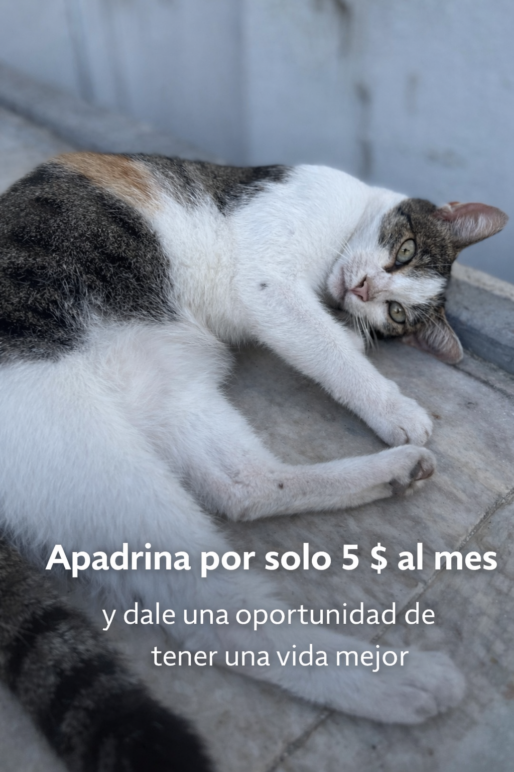 Ayuda a un michi real desde $5 al mes 🐾